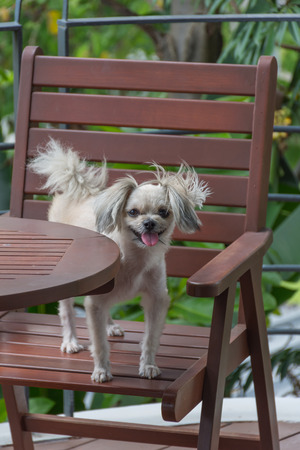 Dog so cute mixed breed with Shih-Tzu, Pomeranian and Poodle on chair in coffee shop at travel point, Beige colorの写真素材