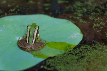 Frog (Green Frog) on a lotus leaf in a nature waterの写真素材