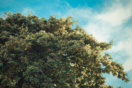 Big green tree and blue sky white cloud