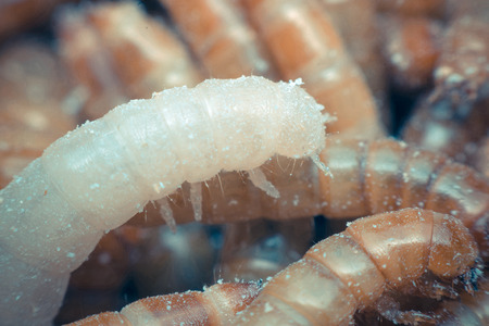 Macro of Mealworm is a food for bird and fish in worm farm , process in vintage styleの写真素材