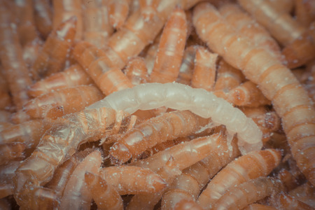 Macro of Mealworm is a food for bird and fish in worm farm , process in vintage styleの写真素材