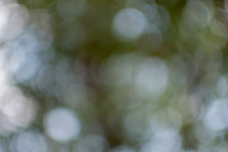 Abstract bokeh sunlight and tree background of nature in green colorの写真素材