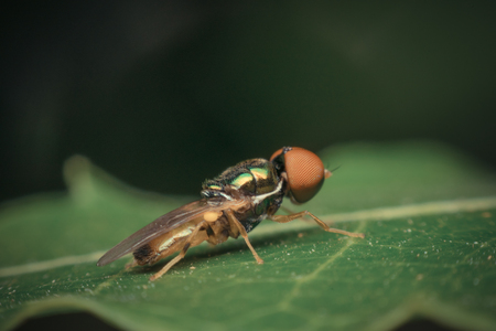 Macro of insect focus at eye close up on the leave in nature , process in vintage styleの写真素材