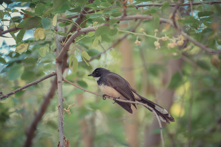 Pied Fantail bird perched on a tree in the gardenの写真素材