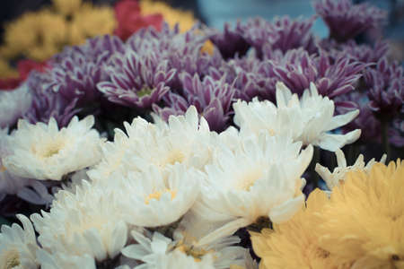 Flower white color, Naturally beautiful flowers in the garden , process in vintage styleの写真素材