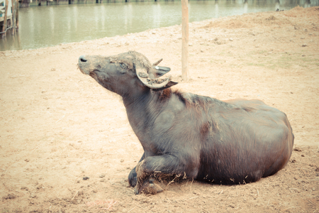 Murrah buffalo in farm , process in vintage styleの写真素材