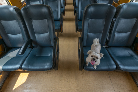 The cute dog travel by vintage railway train