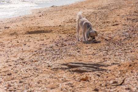Dog so cute mixed breed with Shih-Tzu, Pomeranian and Poodle  travel run on beach, Beige colorの写真素材