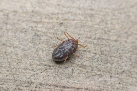 Macro of dog ticks (Haemaphysalis longicornis) on the ground it dangerous for your petの写真素材