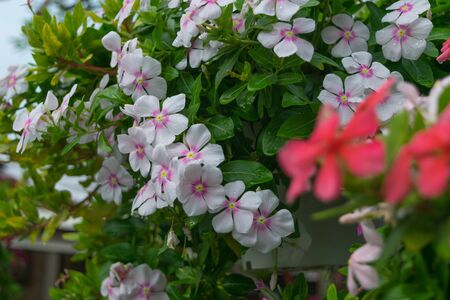 Flower white pink orange color, Naturally beautiful flowers in the gardenの写真素材