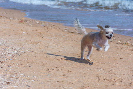 Dog so cute mixed breed with Shih-Tzu, Pomeranian and Poodle  travel run on beach, Beige colorの写真素材