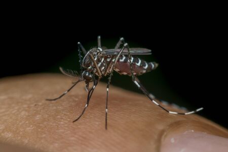 Macro of mosquito (Aedes aegypti) sucking blood close up on the human skin. Mosquito is carrier of Malaria, Encephalitis, Dengue and Zika virusの写真素材