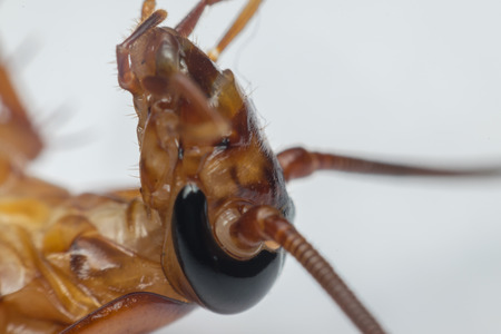 Macro of cockroach insects of the order Blattodea. Cockroach is carrier of Bacteria, Birus, Protozoal infections and Fungus.の写真素材