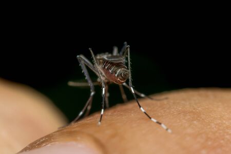 Macro of mosquito (Aedes aegypti) sucking blood close up on the human skin. Mosquito is carrier of Malaria, Encephalitis, Dengue and Zika virusの写真素材