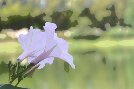 Flower (Pink Morning Glory, Ipomoea carnea) Pink, purple color, Naturally beautiful flowers in the...