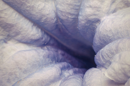 Flower pollen purple color, Naturally beautiful flowers in the garden , process in vintage styleの写真素材