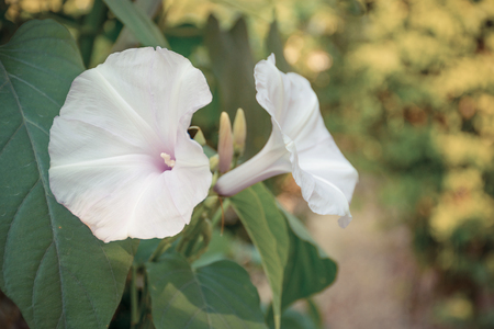 Beautiful pink flower, Naturally beautiful flowers in the garden , process in vintage style