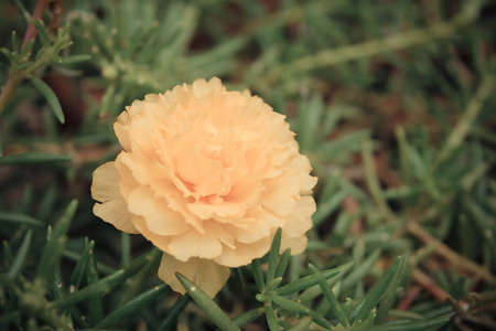 Beautiful yellow flower, Naturally beautiful flowers in the garden , process in vintage styleの写真素材