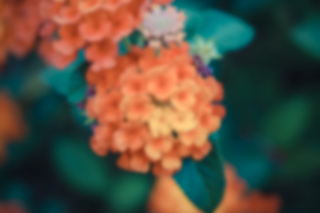 Blurred of Beautiful Orange Flower, Naturally beautiful flowers in the garden , process in vintage styleの写真素材