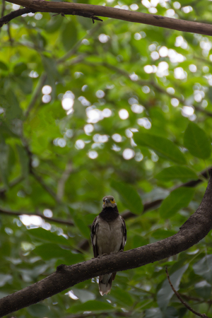 Bird (Black-collared starling, Sturnus nigricollis) perched on a tree in the gardenの写真素材