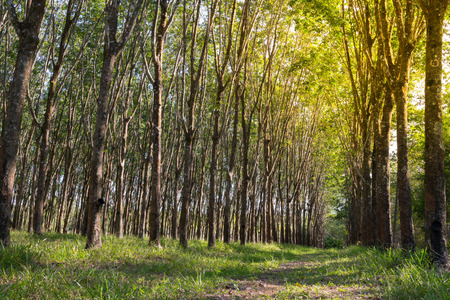 Rubber tree in row at a rubber tree plantation natural latex in Chanthaburi Province. , process in soft orange sun light styleの写真素材
