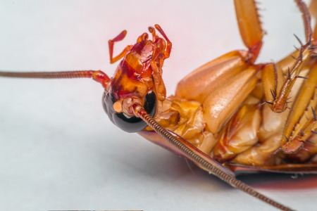 Macro of cockroach insects of the order Blattodea. Cockroach is carrier of Bacteria, Birus, Protozoal infections and Fungus. , process in red danger signs styleの写真素材