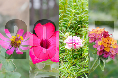 Happy New Year 2017 in Flower Theme, Naturally beautiful flowers in the garden