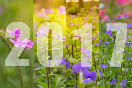 Happy New Year 2017 in Flower Theme, Naturally beautiful flowers in the garden