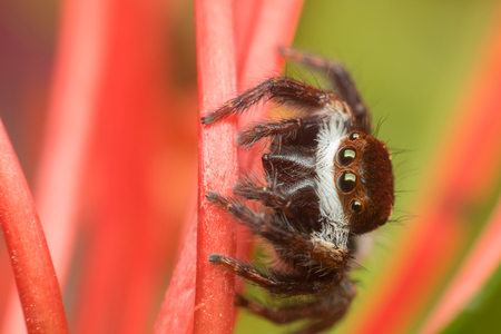 Macro of spider (Jumping Spiders Santa Claus) insect close up on the leave in natureの写真素材