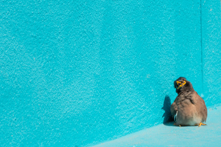 Bird (Mynas or Sturnidae) emotional shock perched on a floor and wall blue colorの写真素材