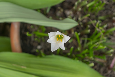 Flower (Rain Lily, Zephyranthes grandiflora or Zephyranthes minuta Flower) white color, Naturally beautiful flowers in the gardenの写真素材