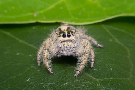 Macro of spider (Hyllus Diardi Female) insect close up on the leave in nature