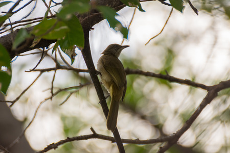Bird (Streak-eared bulbul, Pycnonotus blanfordi) brown color perched on a tree in the garden