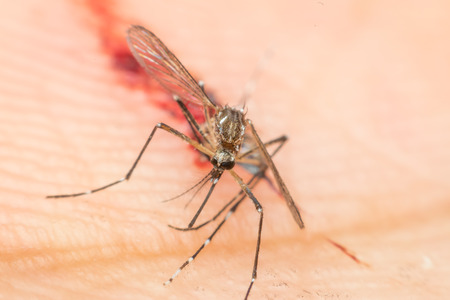 Macro of smashed mosquito (Aedes aegypti) sucking blood to died close up on the human skin. Mosquito is carrier of Malaria, Encephalitis, Dengue and Zika virus, deadの写真素材