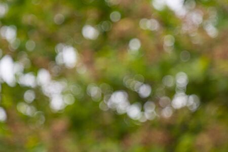 Abstract bokeh sunlight and tree background of nature in green colorの写真素材