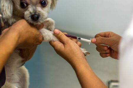 Dog so cute mixed breed with Shih-Tzu, Pomeranian and Poodle beige color get vaccinated against every year by veterinarian at hospital for petの写真素材