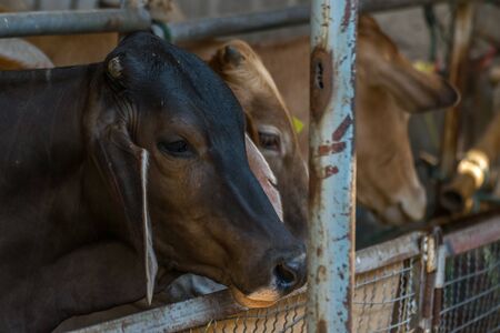 Cow brown color in farm with food feedingの写真素材