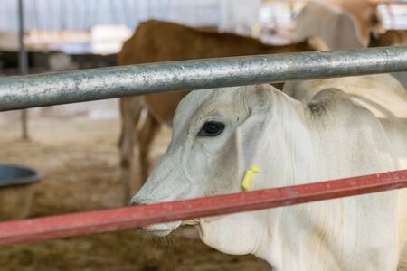 Cow brown color in farm with food feedingの写真素材