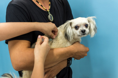 Dog so cute mixed breed with Shih-Tzu, Pomeranian and Poodle beige color get vaccinated against every year by veterinarian at hospital for petの写真素材