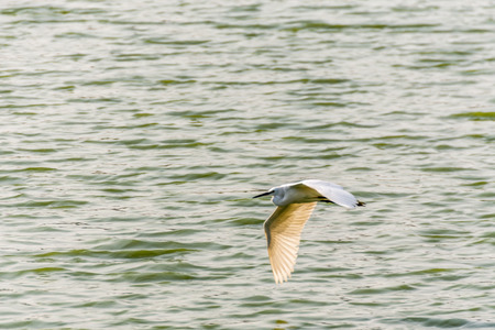 Bird (Heron, Bittern or Egret) white color in a park pondの写真素材