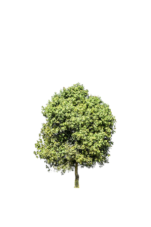 Tree green color isolated on white backgroundの写真素材