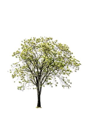Tree green color isolated on white backgroundの写真素材