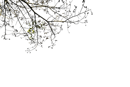 Tree green color isolated on white backgroundの写真素材