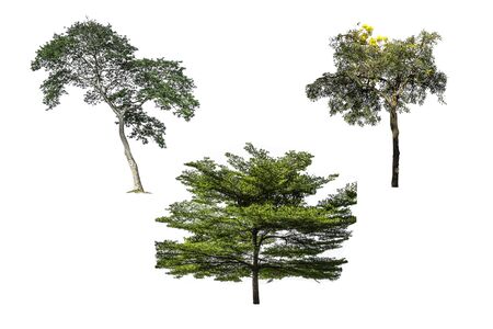 Collection of tree green color isolated on white backgroundの写真素材