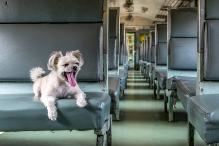Dog so cute beige color mixed breed with Shih-Tzu, Pomeranian and Poodle travel by vintage railway trainの写真素材