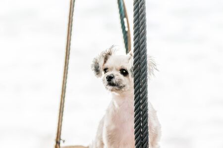 Dog so cute beige color mixed breed with Shih-Tzu, Pomeranian and Poodle  travel at beach on beach swingの写真素材