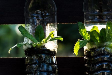 Growing vegetables (parsley or culantro) in used plastic bottles, Hydroponic garden and reuse recycle eco conceptの写真素材
