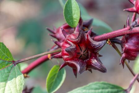 Roselle may refer to Roselle (plant), a species of hibiscus (Hibiscus sabdariffa) A drink made from that plant, also called "Hibiscus tea"の写真素材