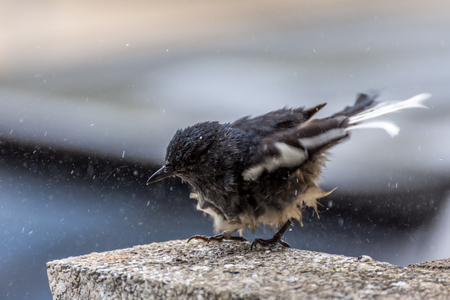 Bird (Oriental magpie-robin or Copsychus saularis) male black and white color bath in puddle in the gardenの写真素材