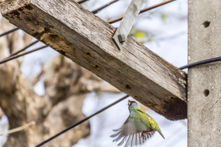Bird (Coppersmith barbet, Crimson-breasted barbet, Coppersmith, Megalaima haemacephala) yellow color flying about hollow timber wood in the gardenの写真素材